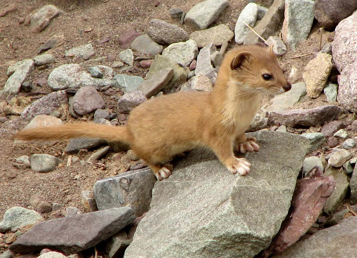Chồn Patagonian weasel